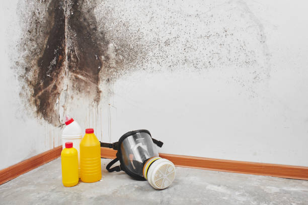 Best Emergency Mold Remediation in Loogootee, IN