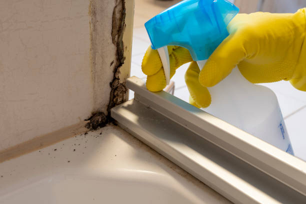 Best Insurance-Related Mold Remediation in Loogootee, IN