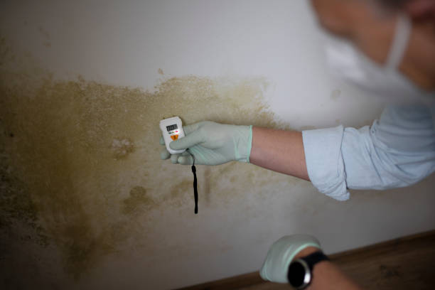 Best Residential Mold Remediation in Loogootee, IN