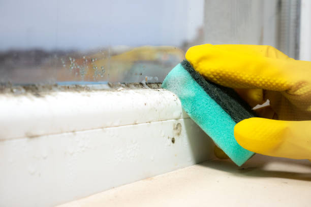 Best Crawl Space Mold Remediation in Loogootee, IN