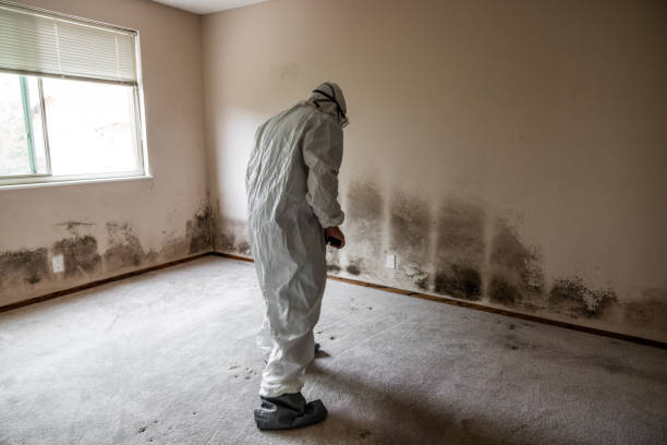 Best Basement Mold Remediation in Loogootee, IN