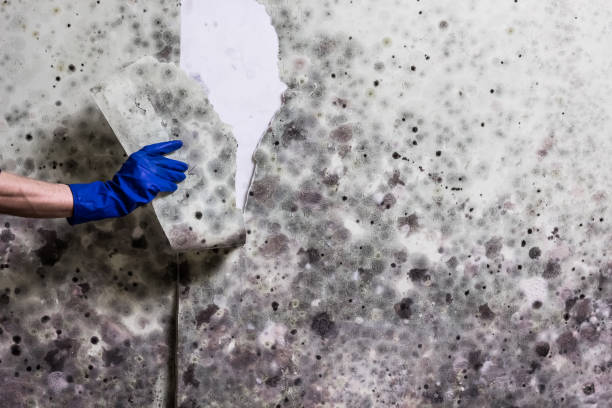 Best Post-Flood Mold Remediation in Loogootee, IN